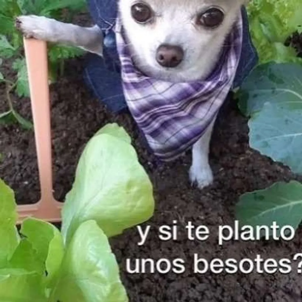 danimakura.bsky.social's profile picture