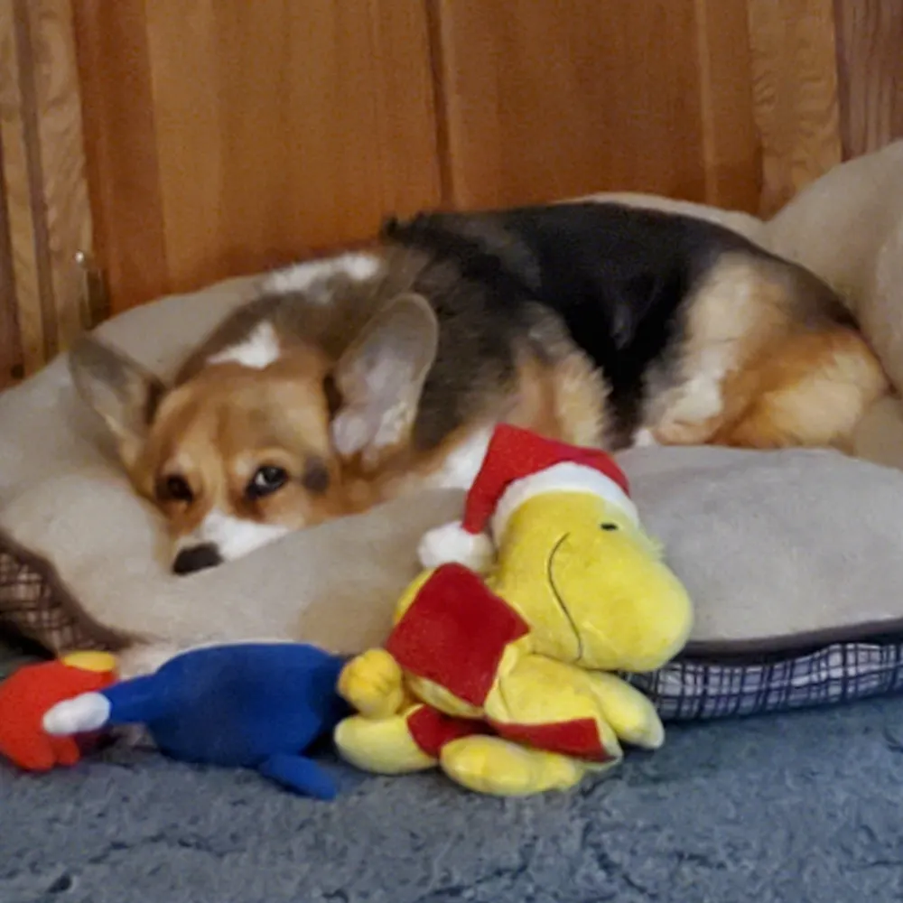 annemooreorless.bsky.social's profile picture