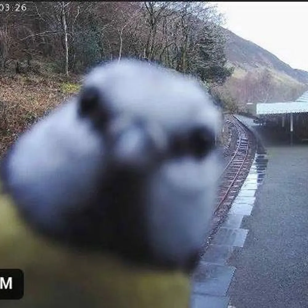 sigurd1090.bsky.social's profile picture