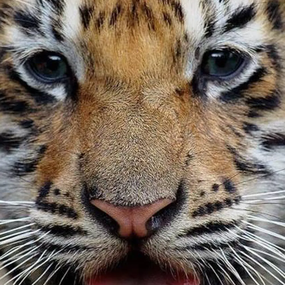 duckduckf.bsky.social's profile picture