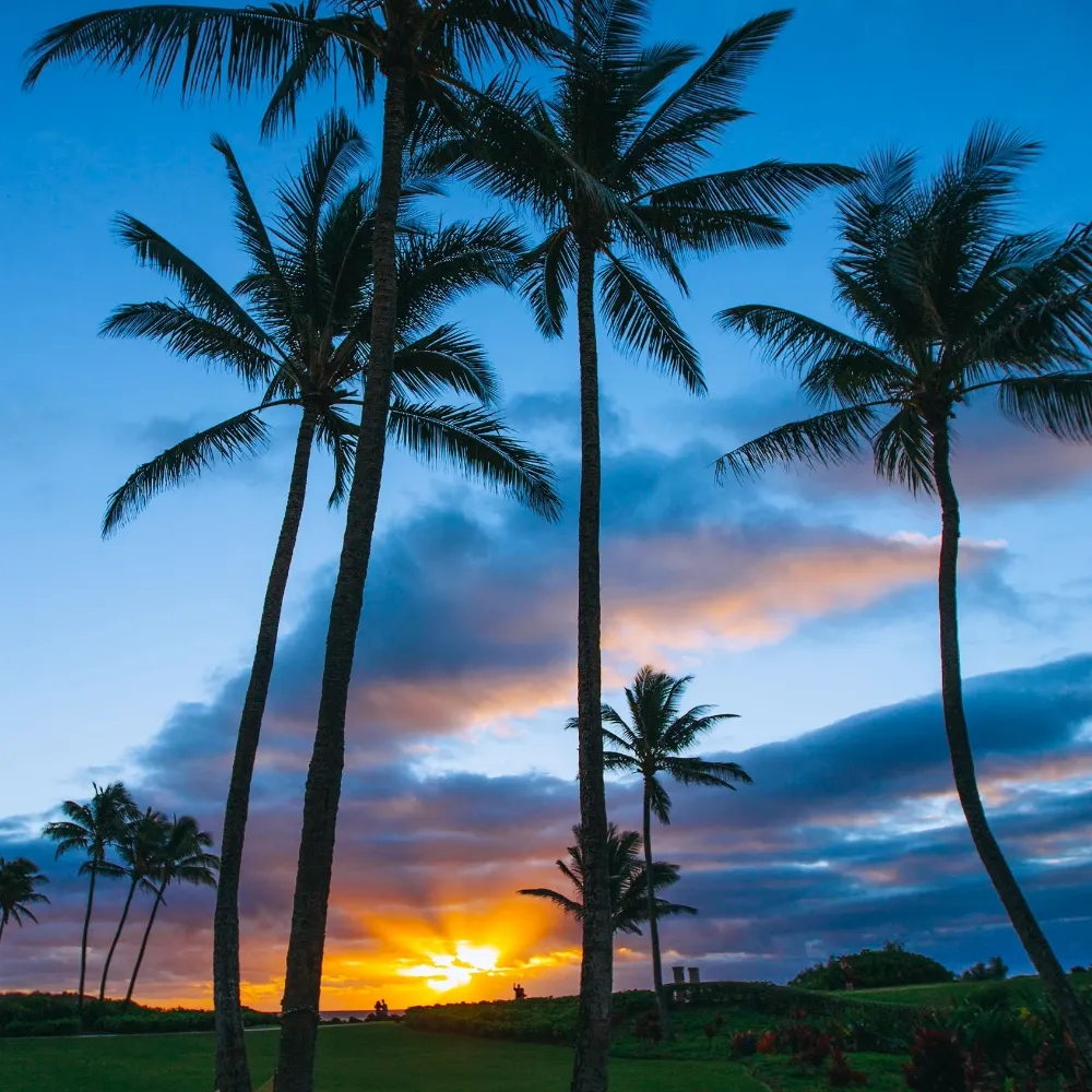 onlyoneglove.bsky.social's profile picture