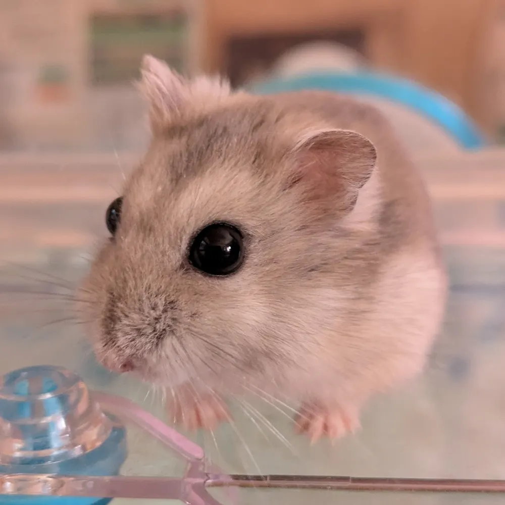 hatitaso.bsky.social's profile picture