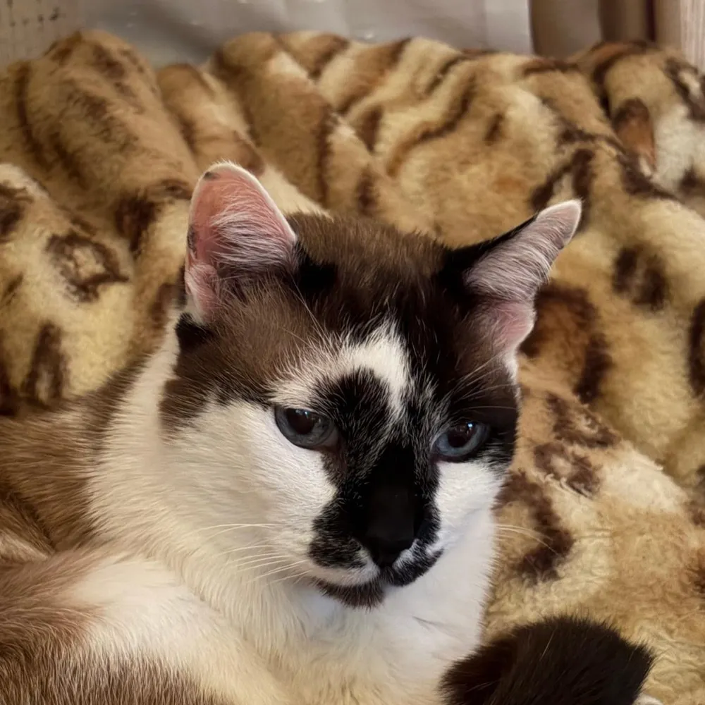 chiwi-am2.bsky.social's profile picture