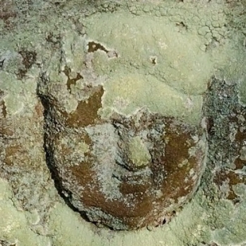 amblingaboutagain.bsky.social's profile picture