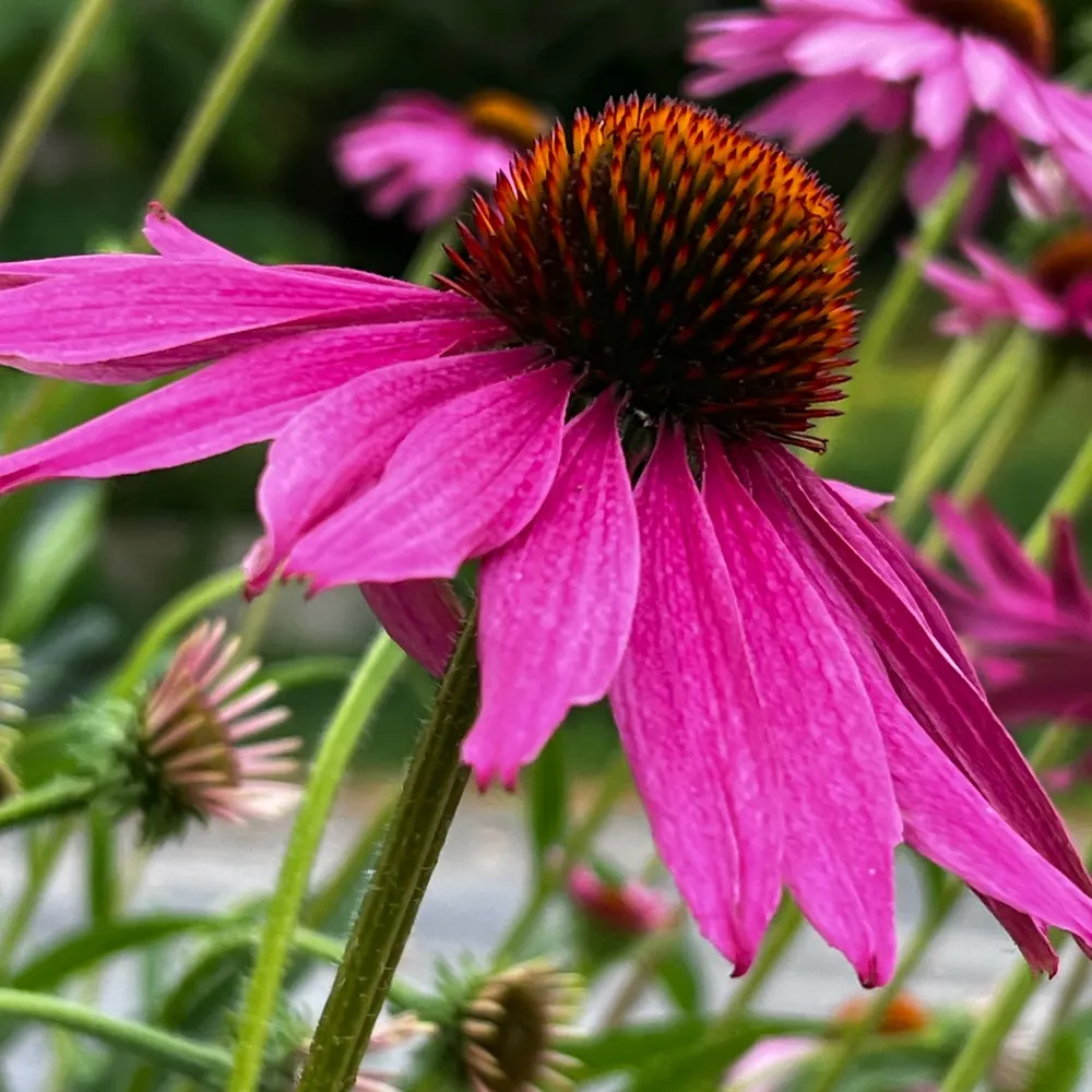 galadalisi.bsky.social's profile picture