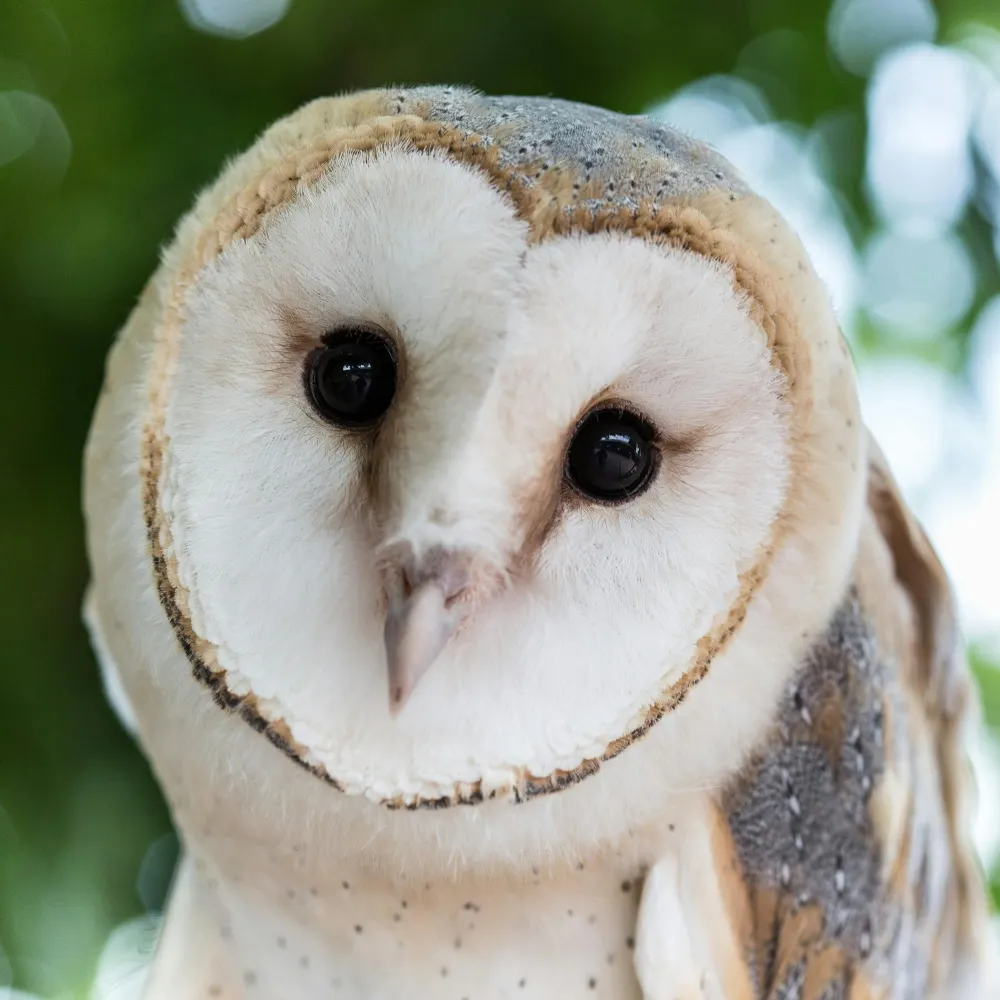 arrielgoodwinart.bsky.social's profile picture