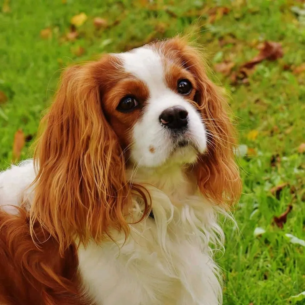 glasgowrebelmc.bsky.social's profile picture