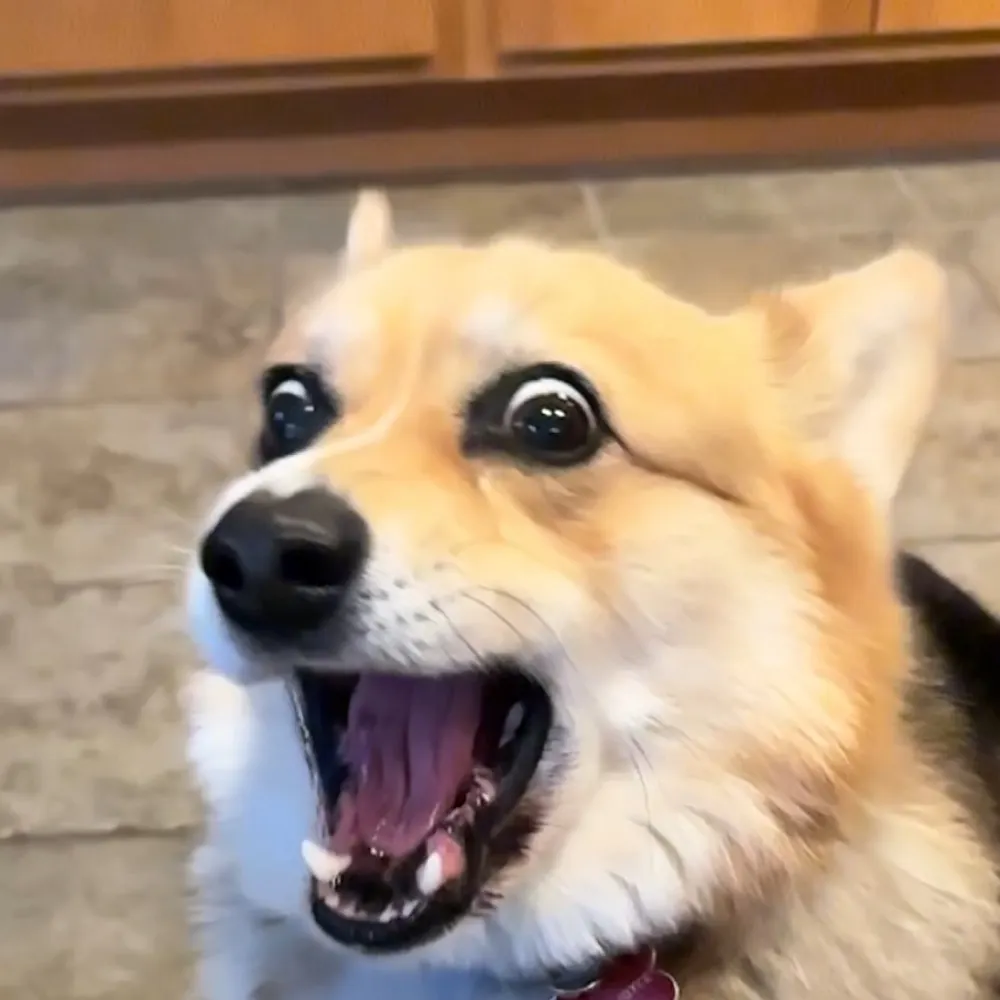 wolfcash.bsky.social's profile picture