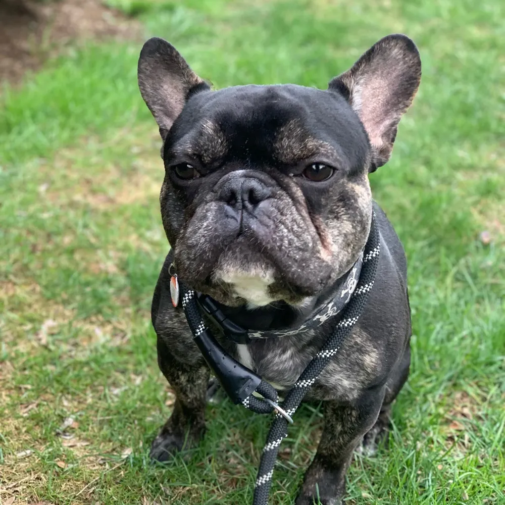 tomgiberson.bsky.social's profile picture