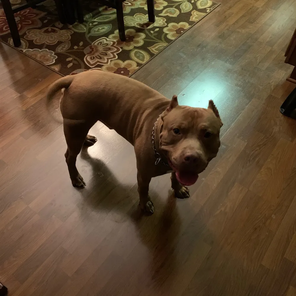 iamcooki1970.bsky.social's profile picture