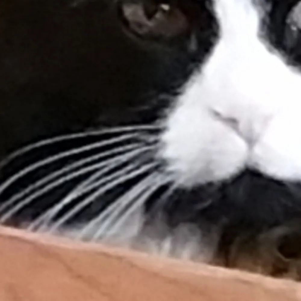 bobbalycky.bsky.social's profile picture