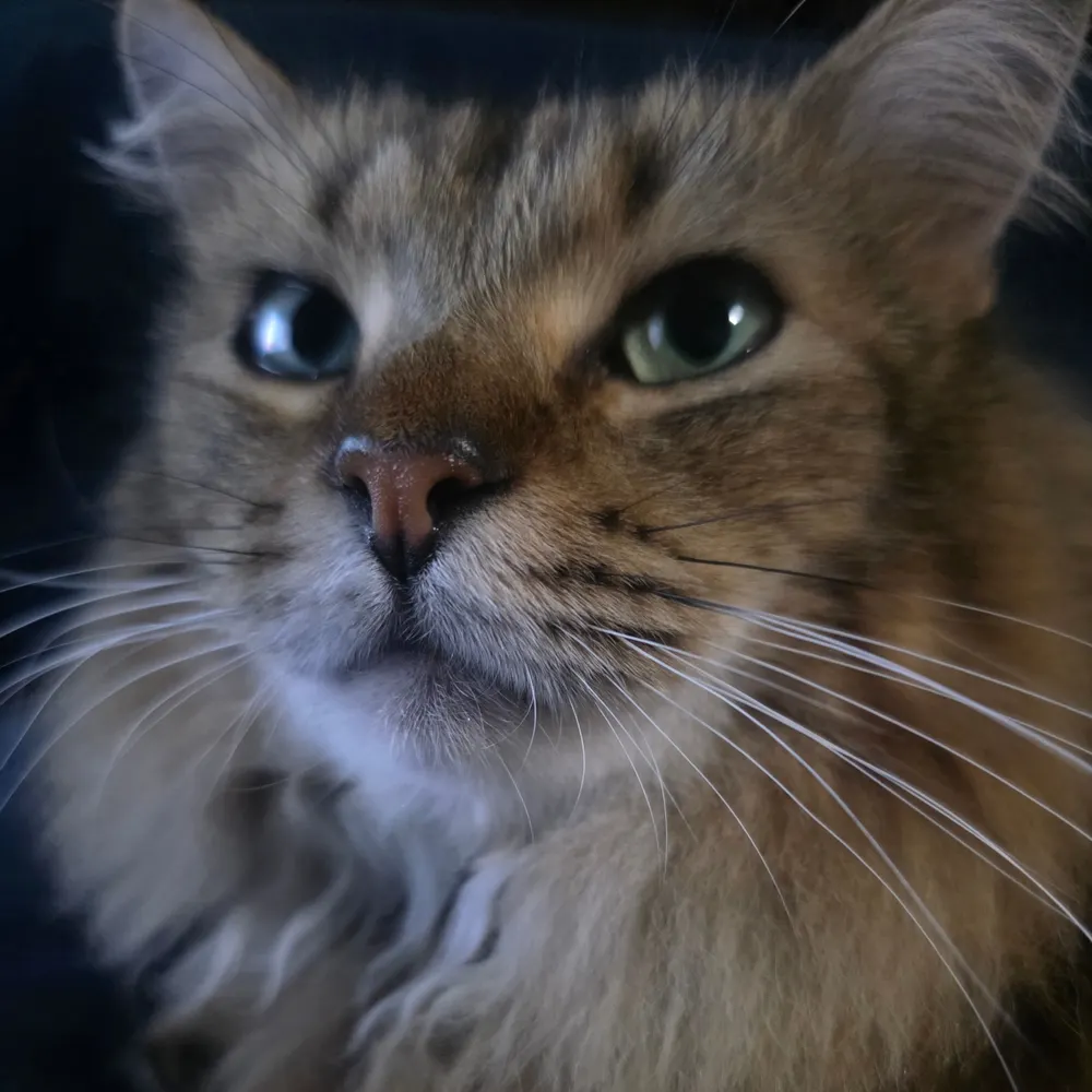 deadcantance.bsky.social's profile picture