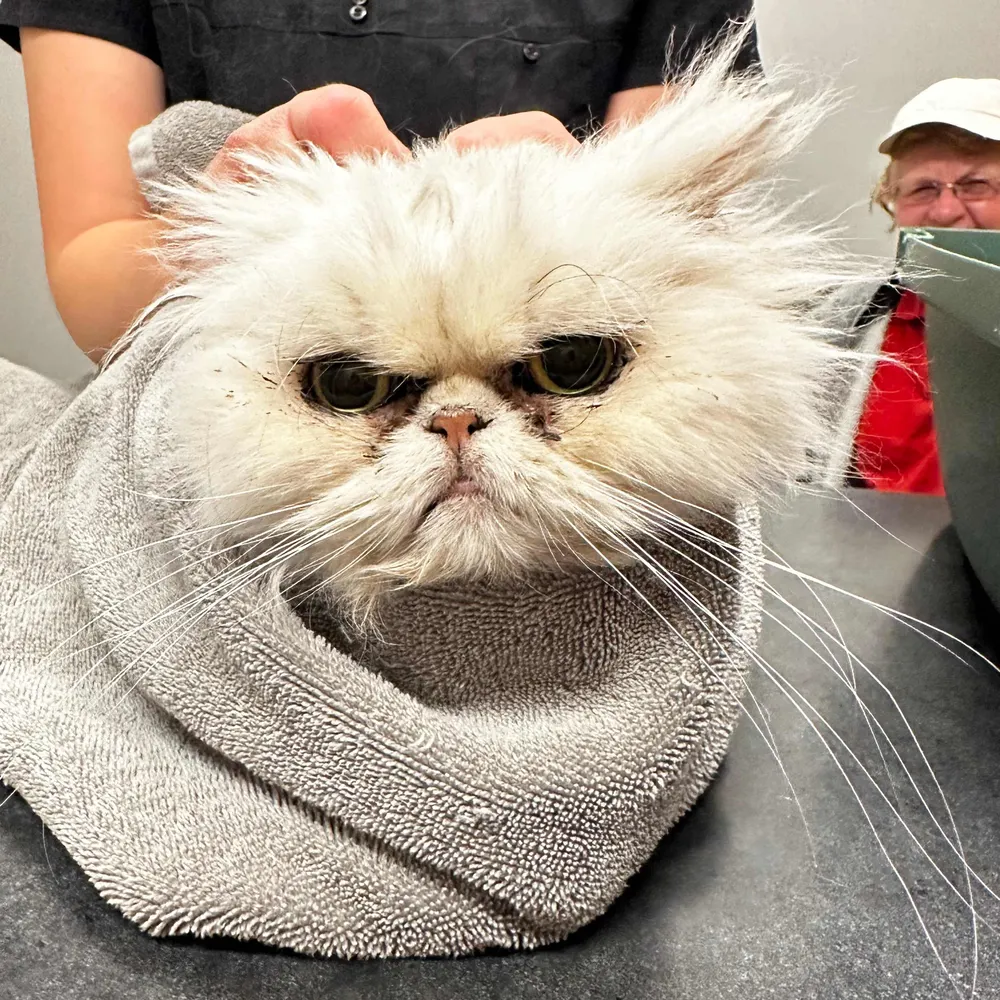 bearinia.bsky.social's profile picture