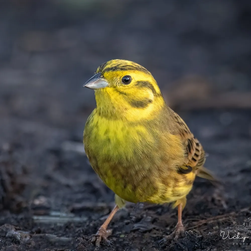 wertheresistance.bsky.social's profile picture