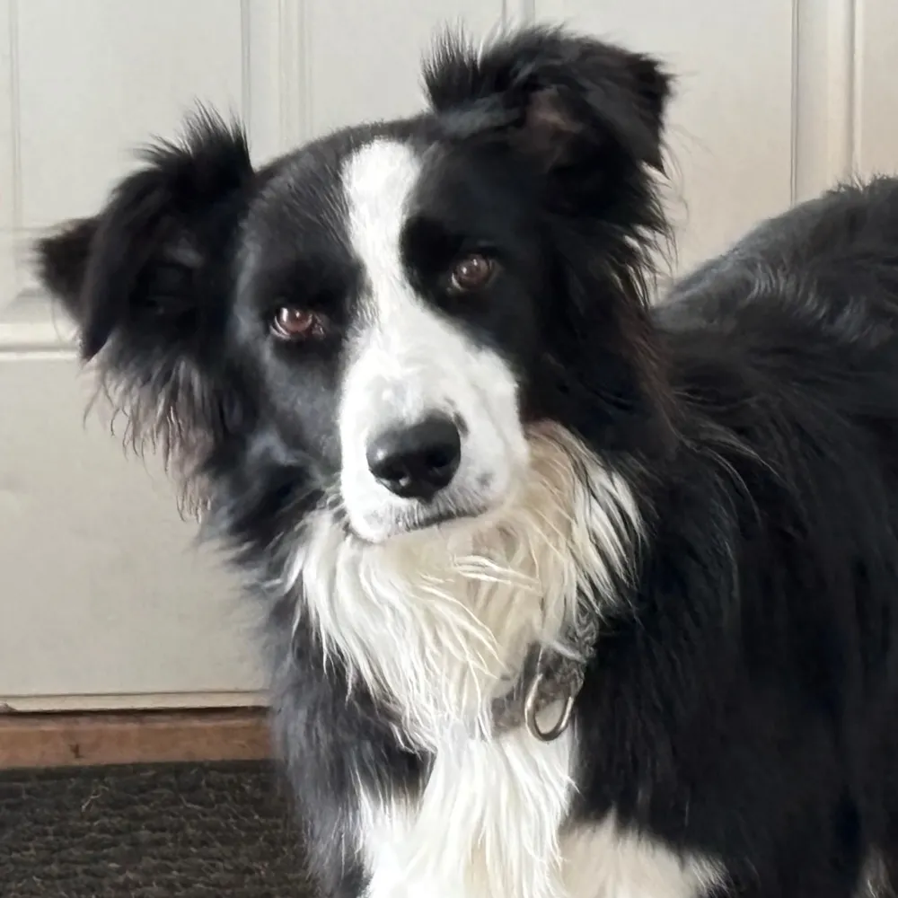 cutmeacow.bsky.social's profile picture