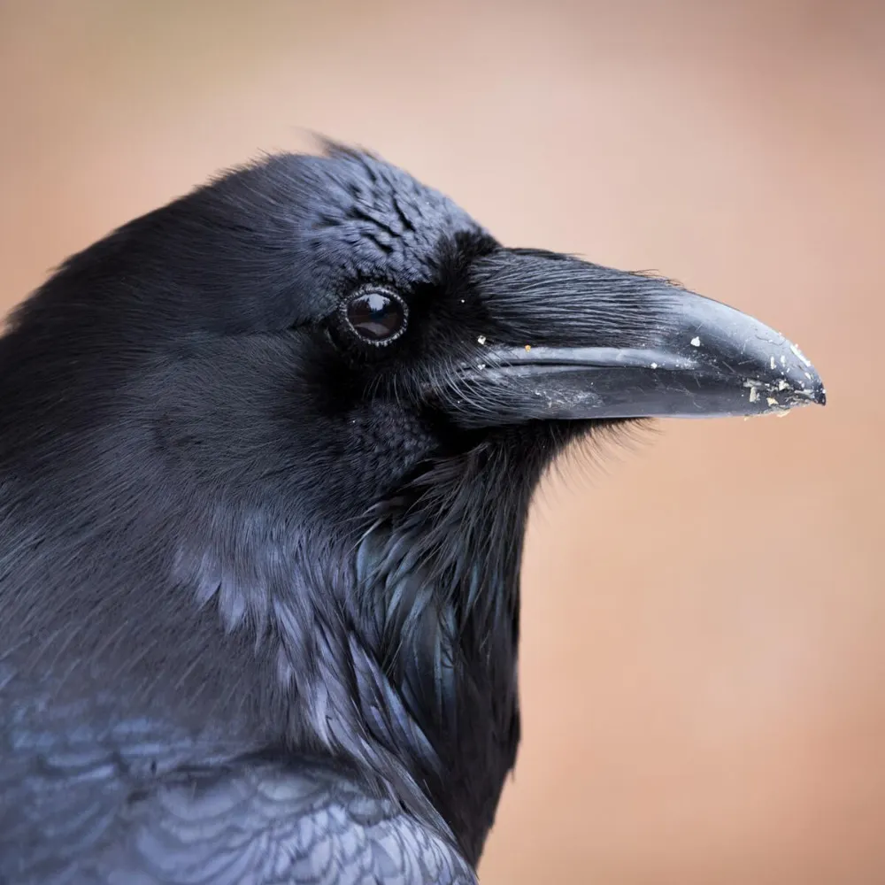 modhail.bsky.social's profile picture