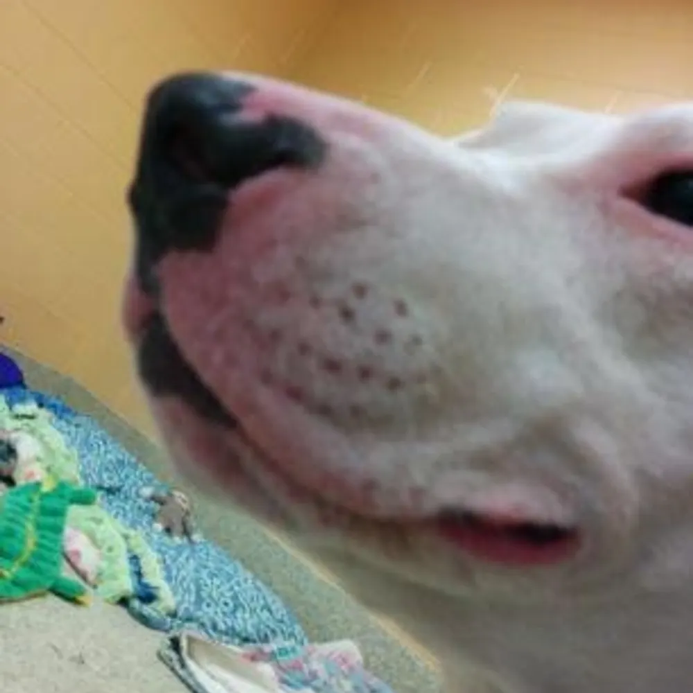 lambelly.com's profile picture