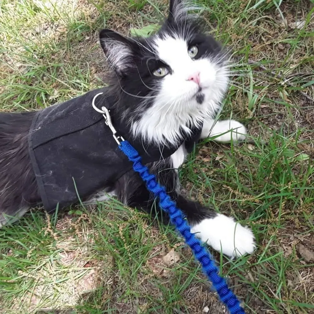 chichix3.bsky.social's profile picture