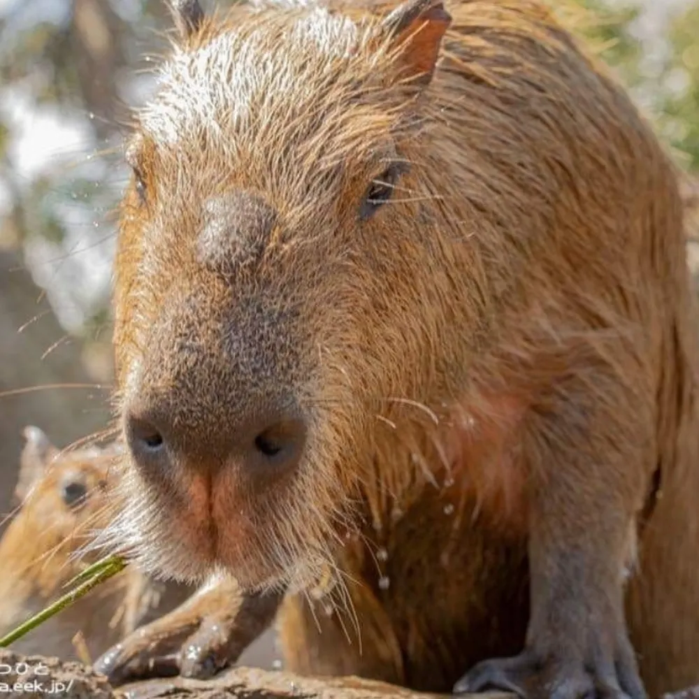 capy-king.bsky.social's profile picture