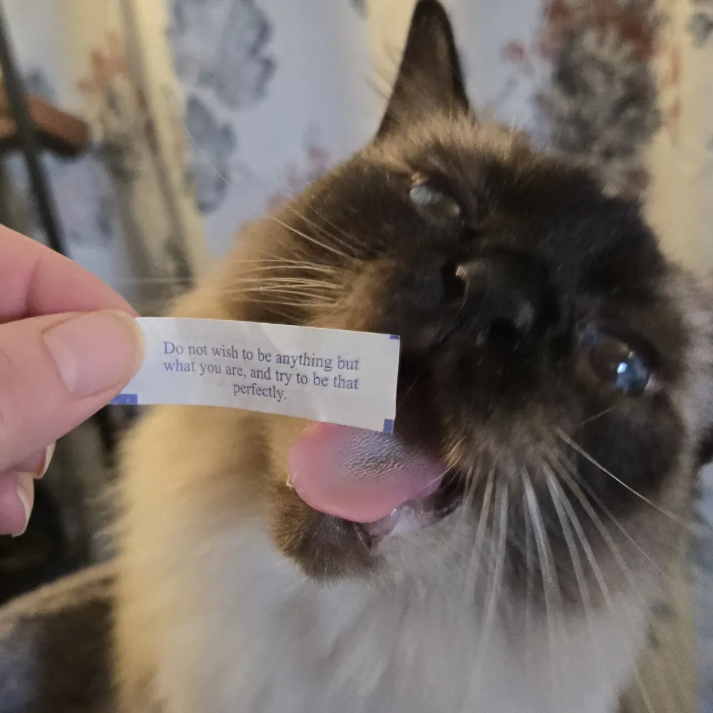 craxycatlady.bsky.social's profile picture