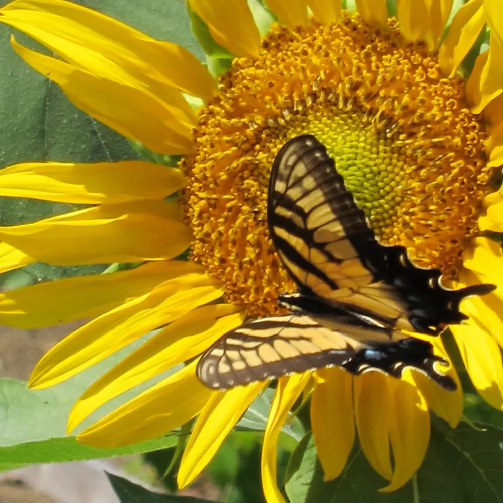 sumac914.bsky.social's profile picture