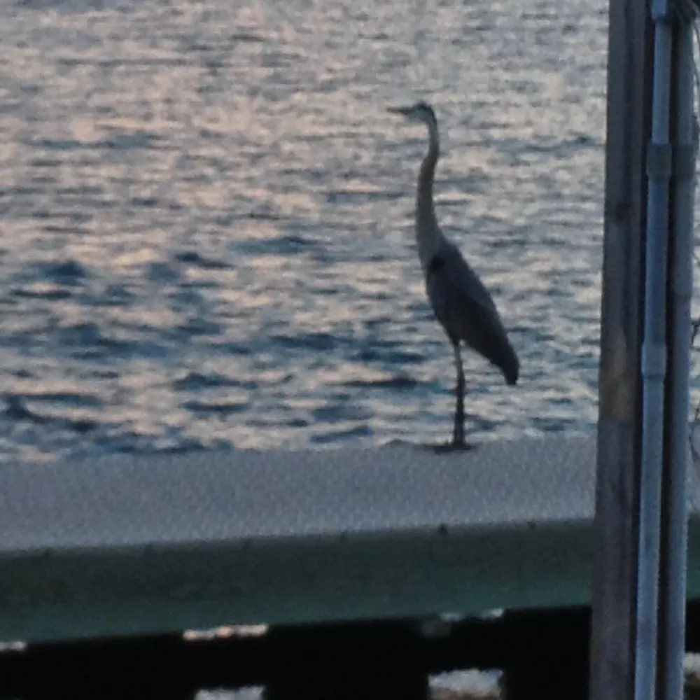 ncmimi.bsky.social's profile picture