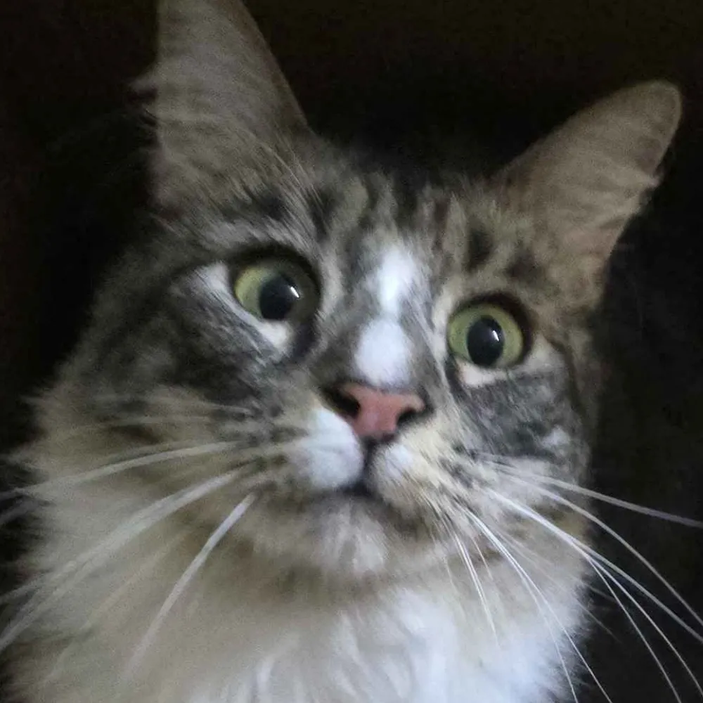 majosky.bsky.social's profile picture