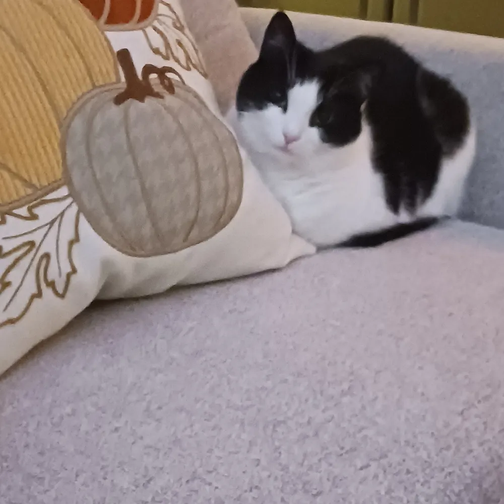 tweety6677.bsky.social's profile picture