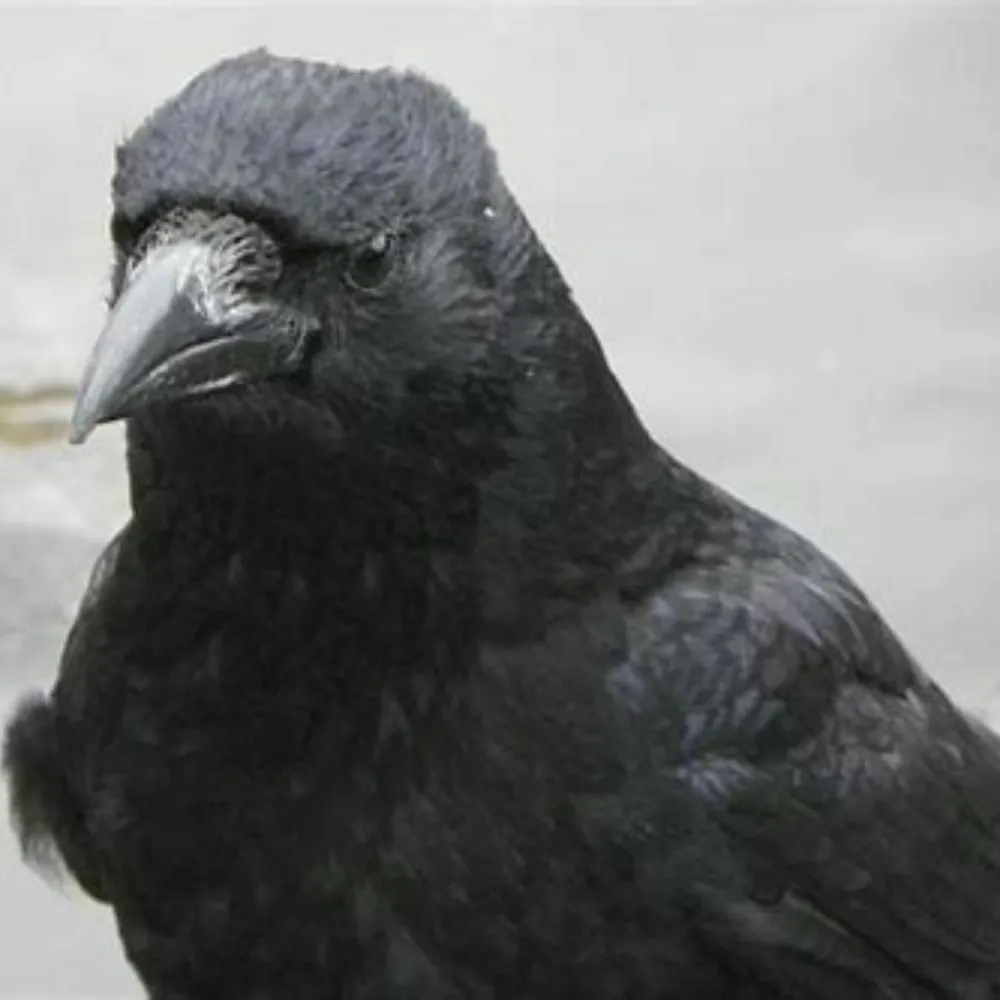 mefcorv.bsky.social's profile picture