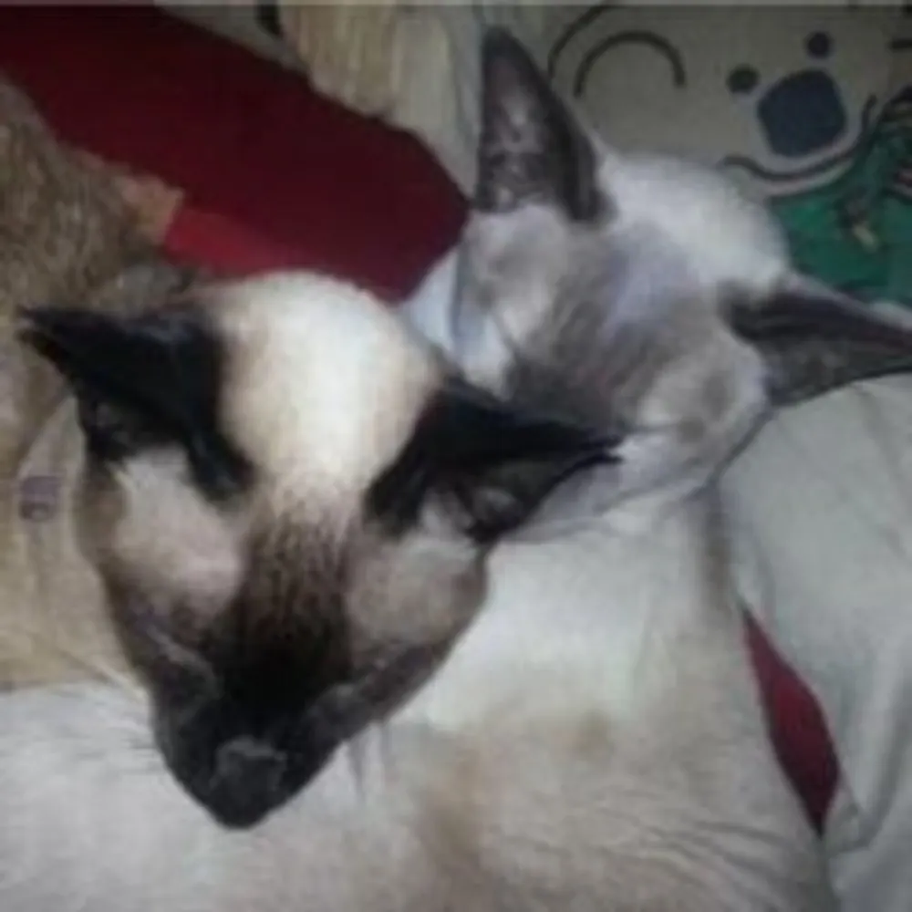 cabbagepatchcat.bsky.social's profile picture