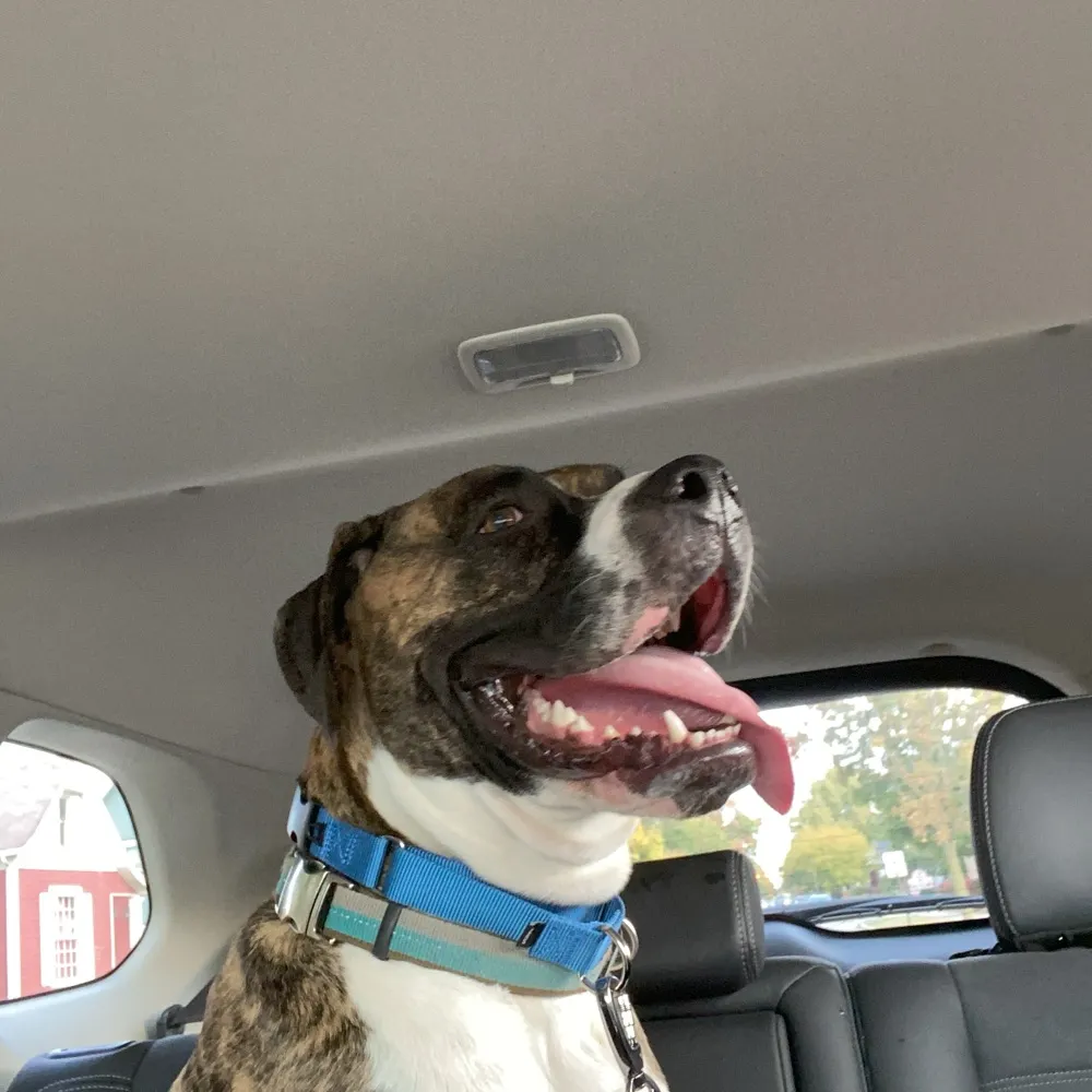 annieandkojo.bsky.social's profile picture