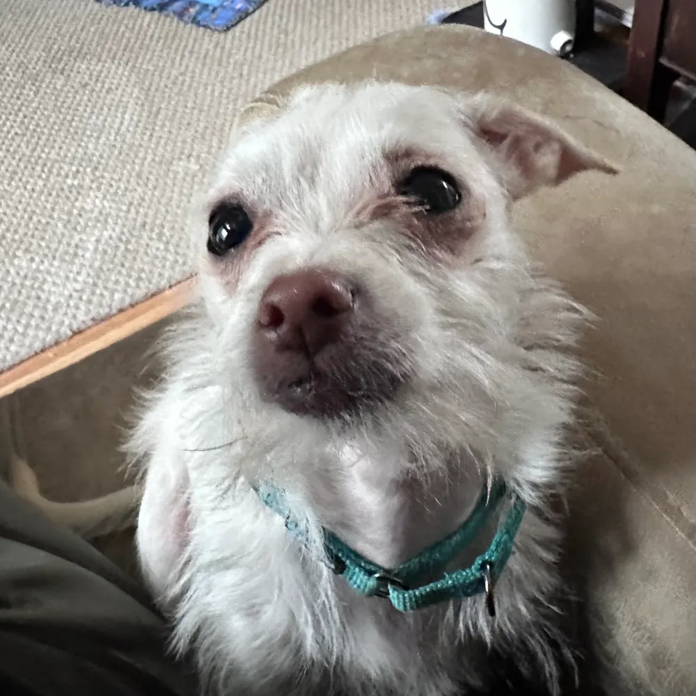 chucke.com's profile picture