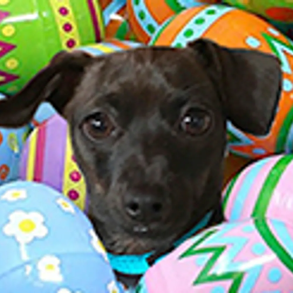 gaynorguidoann.bsky.social's profile picture