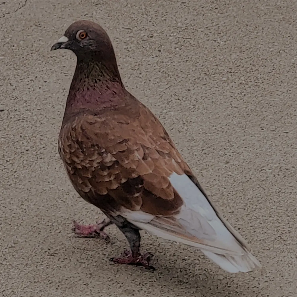 secretthirdthing.bsky.social's profile picture