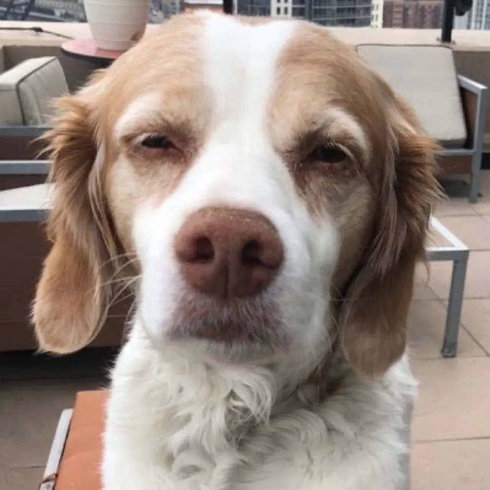 dogs100.bsky.social's profile picture