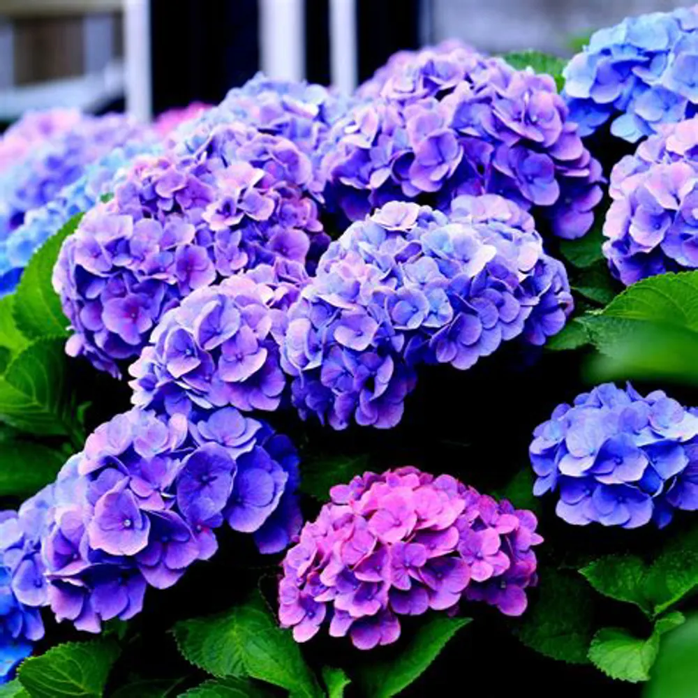 caribbeanqueen123.bsky.social's profile picture