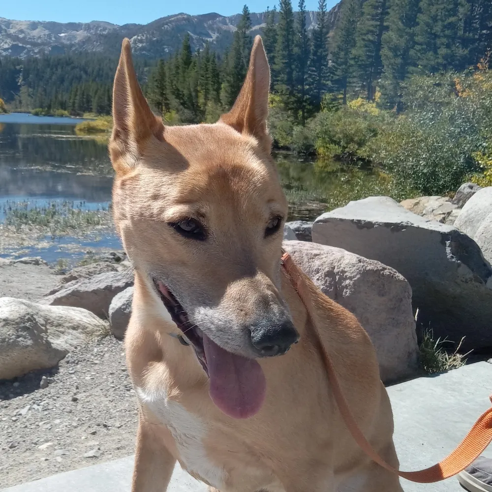 bapattack.bsky.social's profile picture