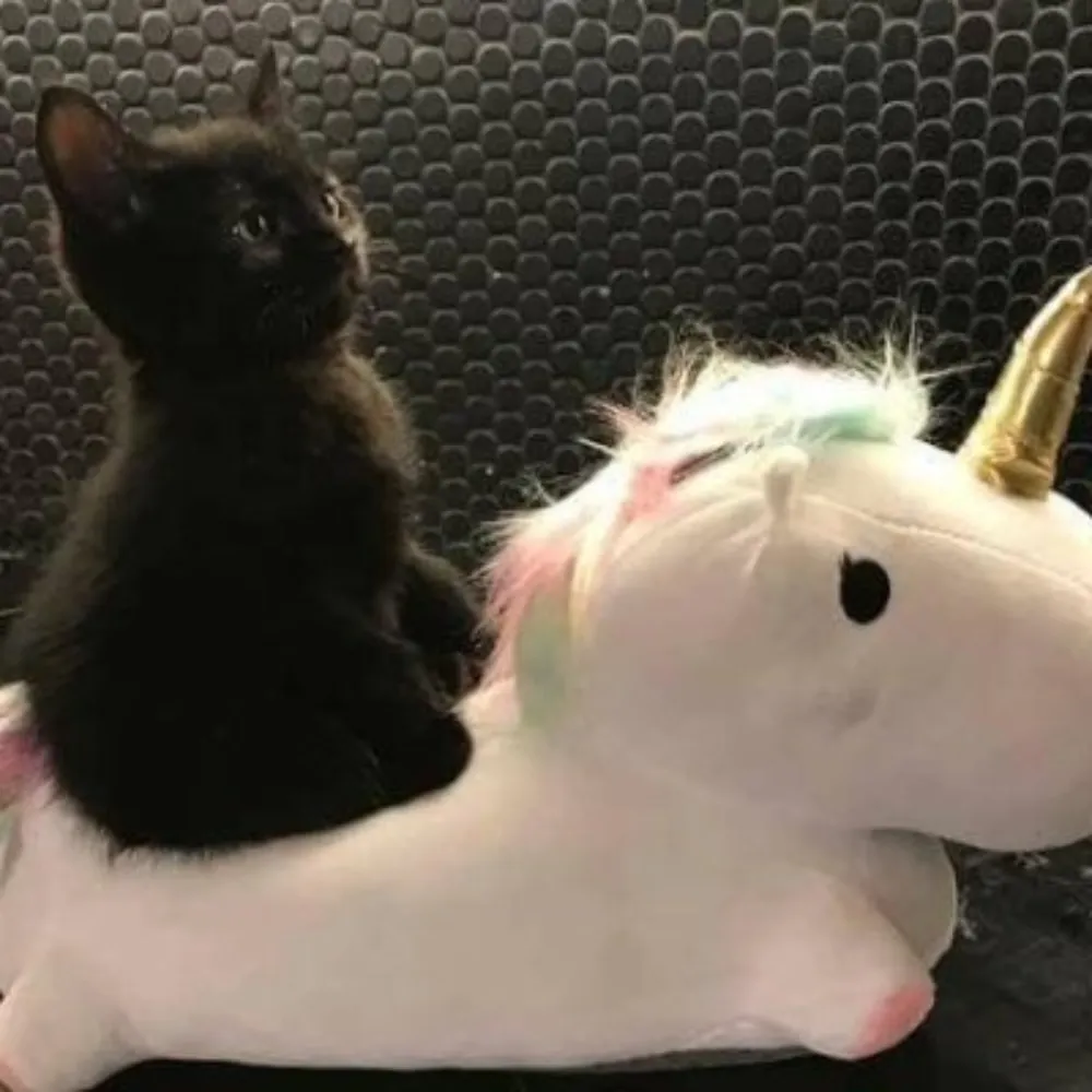 kittyonunicorn.bsky.social's profile picture
