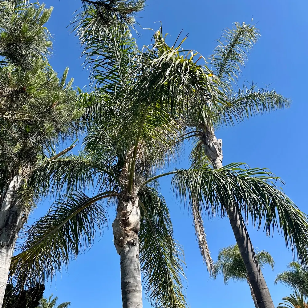 suneenart.bsky.social's profile picture