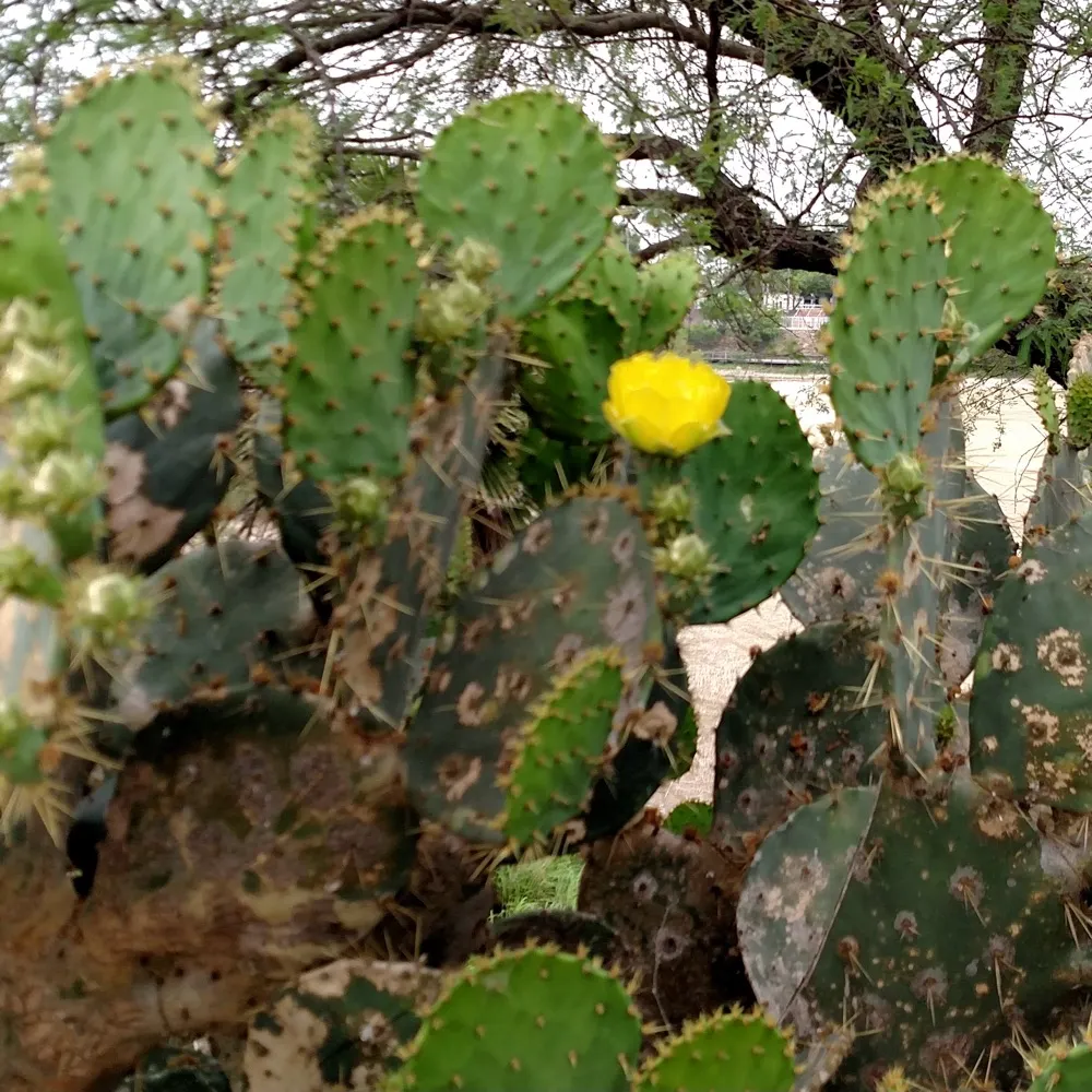 cactus297.bsky.social's profile picture