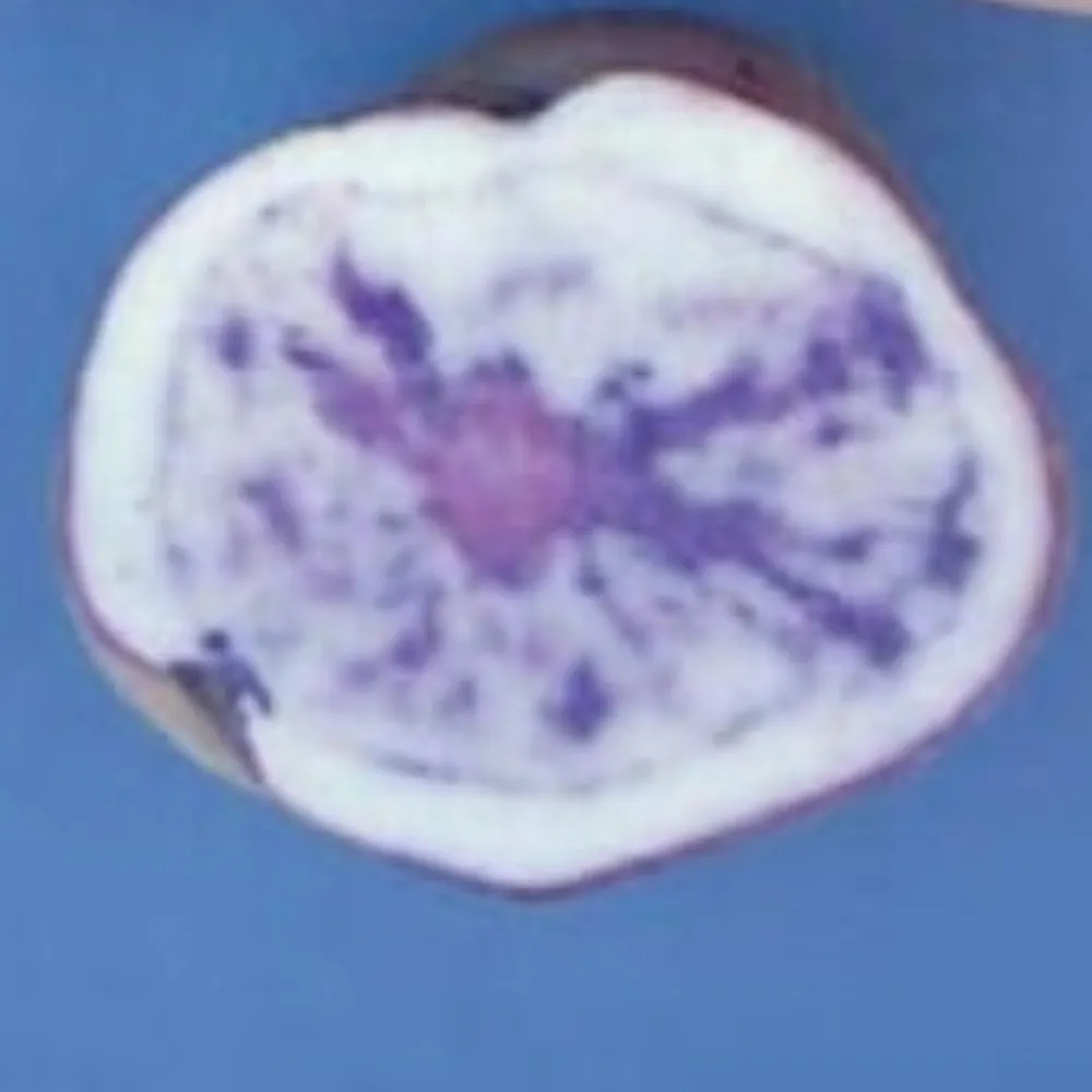 lenapeh.bsky.social's profile picture