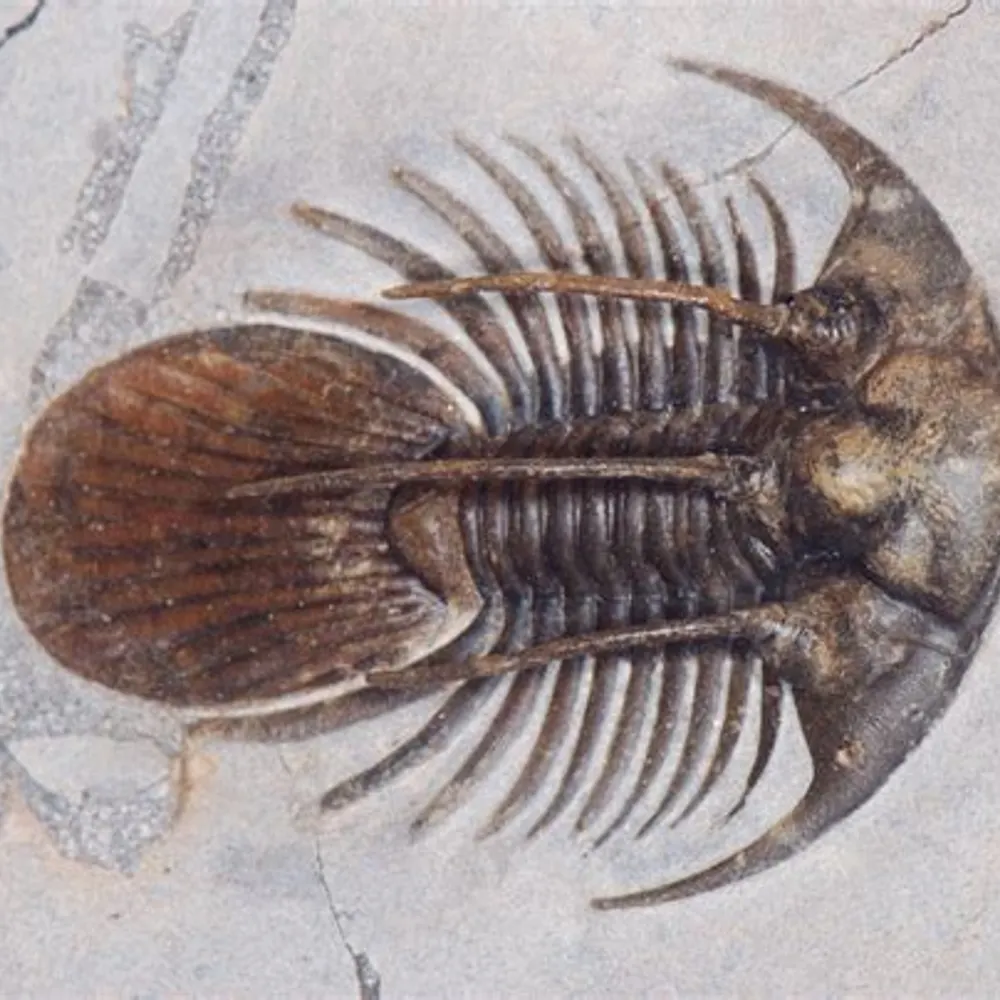 goe-zone.bsky.social's profile picture