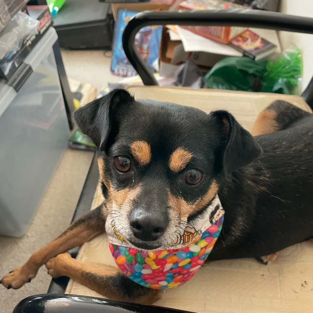 nadinbrzezinski.bsky.social's profile picture