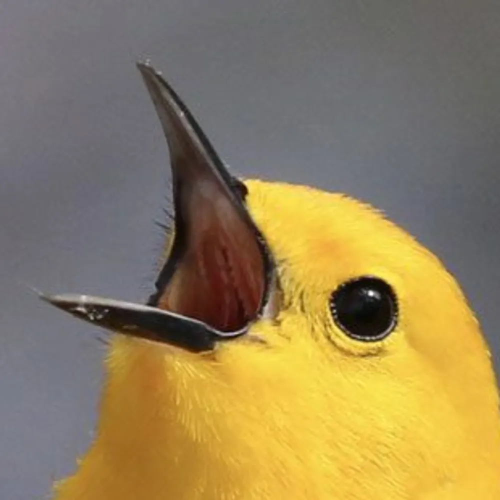 birddestroyer.bsky.social's profile picture