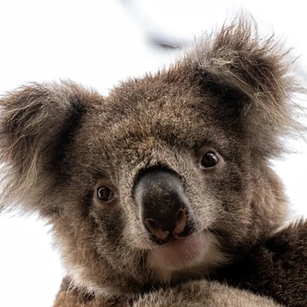 ko-walla.bsky.social's profile picture