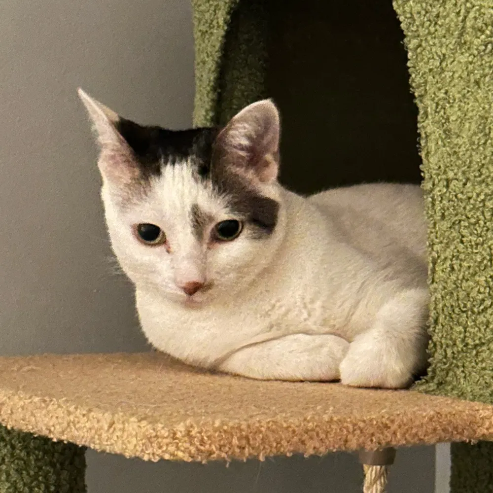 asataniccat.bsky.social's profile picture