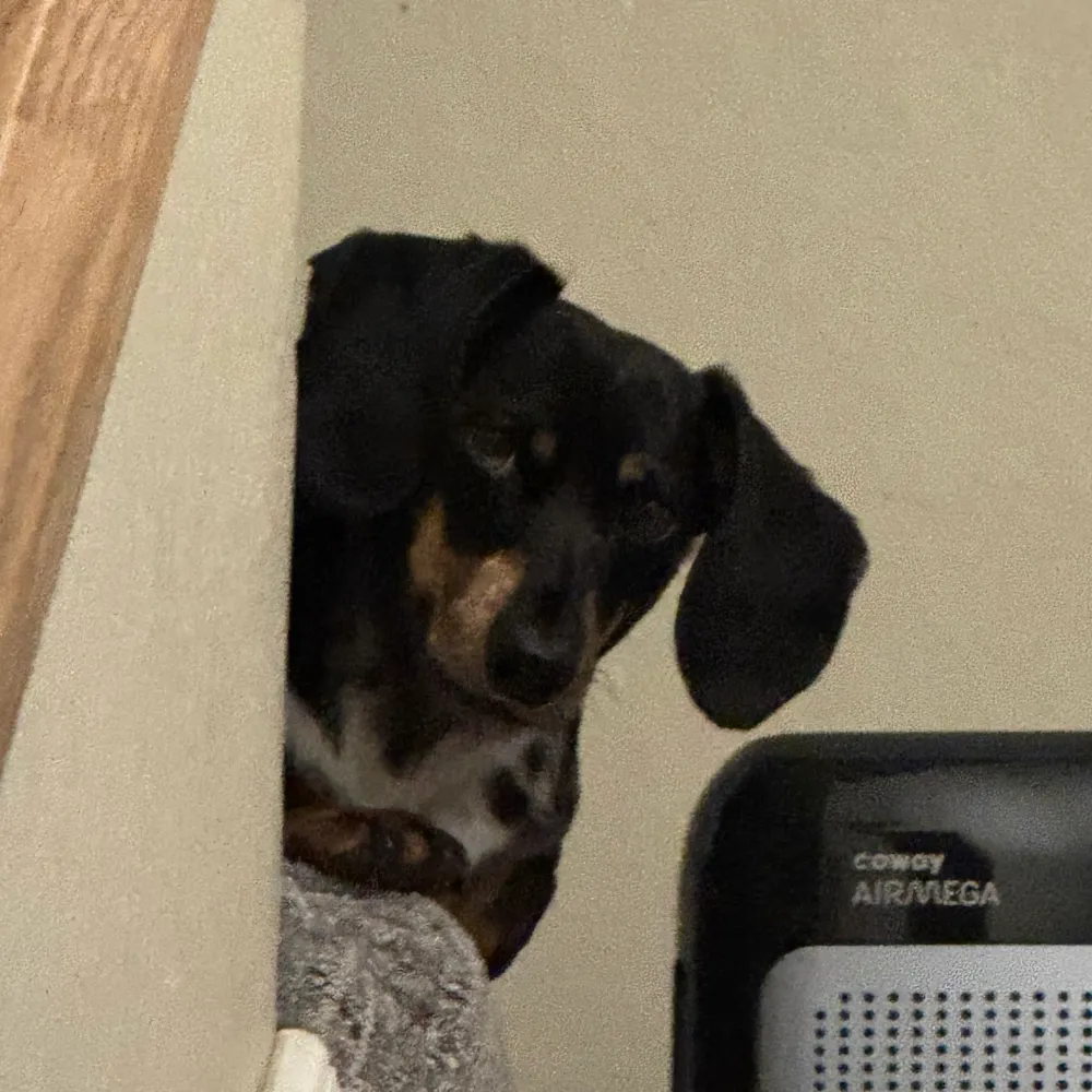 pepperonipup.bsky.social's profile picture