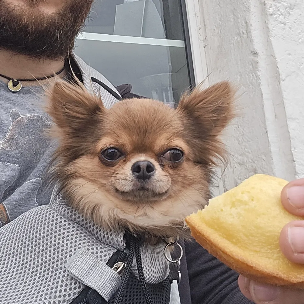 tapirodonte.bsky.social's profile picture