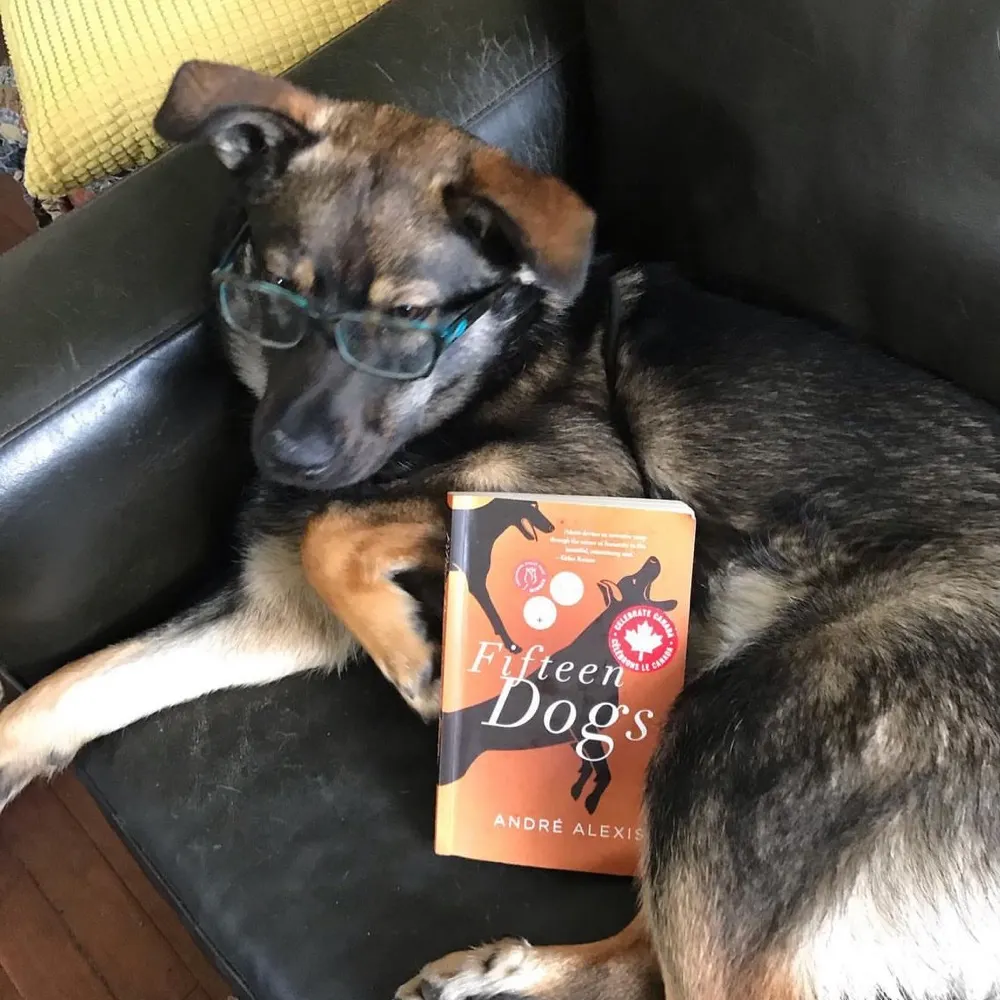 dovergirl.bsky.social's profile picture