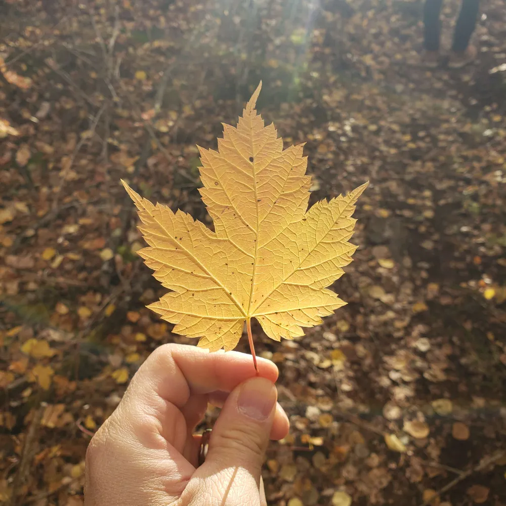 theosakadude2024.bsky.social's profile picture